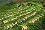 武隆高山萝卜种植基地 武隆高山蔬菜