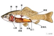 鱼膘是鱼的什么部位，维持体温的主要组织之一