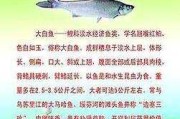 白鱼的营养价值及功效与禁忌 白鱼有什么营养价值