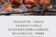 广州文昌鸡介绍 广州文昌鸡的做法