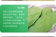 东北芸豆的功效与作用 东北大芸豆的功效与作用