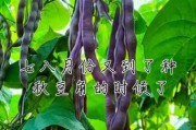 芸豆种的功效与作用 芸豆种方法怎么种的