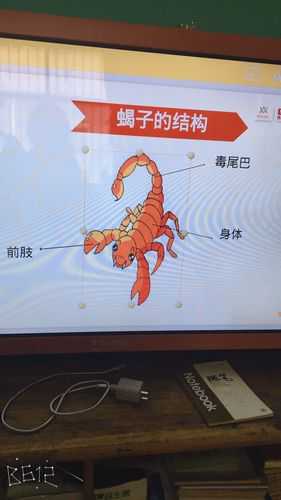 炸蝎子后面的毒针能不能吃 炸蝎子后面的毒针能不能吃掉