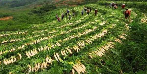 武隆高山萝卜种植基地 武隆高山蔬菜