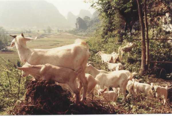 桥头石山羊怎么焖 桥头石山羊价格