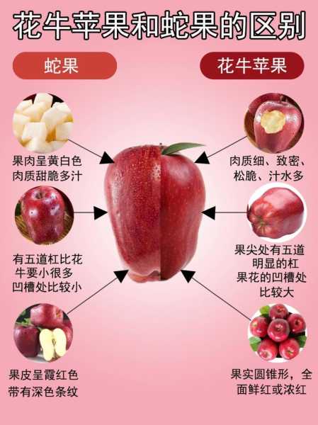 花牛苹果蛇果区别 花牛苹果和蛇果有啥区别