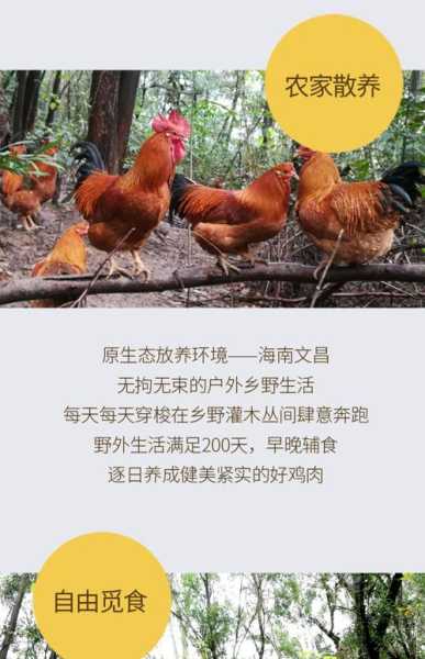 广州文昌鸡介绍 广州文昌鸡的做法