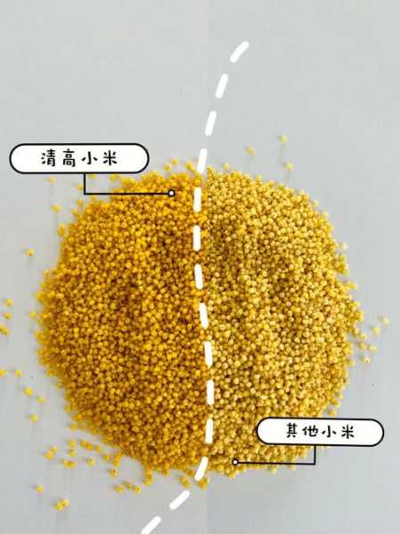 朝阳小米和敖汉小米哪个好 全国最好的黄小米排名