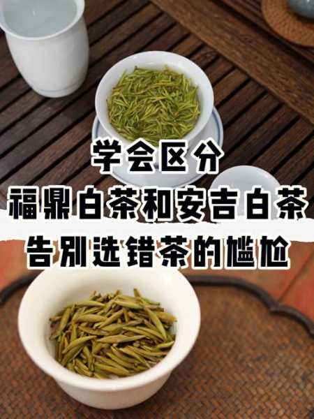 政和白茶和福鼎白茶区别 福鼎白茶和安吉白茶的区别