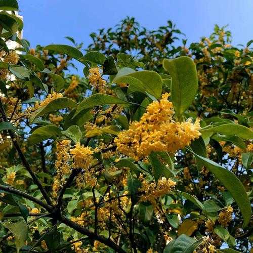 干桂花茶怎么制作方法 干桂花怎么泡茶