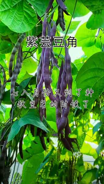 芸豆种的功效与作用 芸豆种方法怎么种的