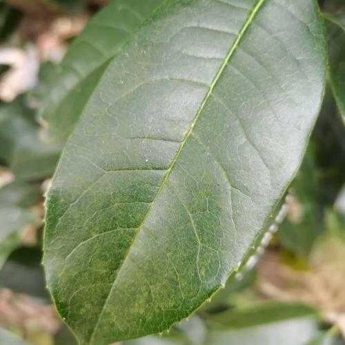 桂花叶子的功效与作用禁忌 桂花叶子的功效与作用禁忌图片