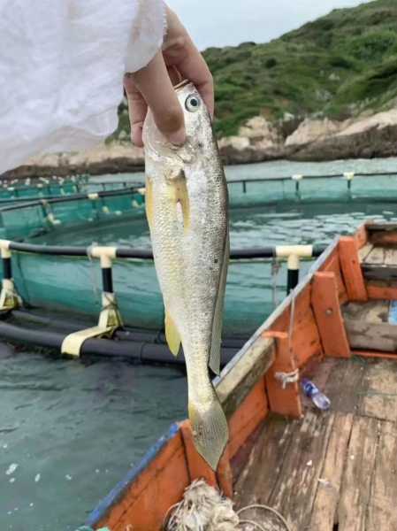 宁德大黄鱼是黄花鱼吗 宁德大黄鱼是海鱼吗